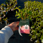 Hortenzia metlinatá (Hydrangea paniculata) ´LIVING LITTLE LOVE´® by LIVING CREATIONS® výška 20-30 cm, kont. C1,5L